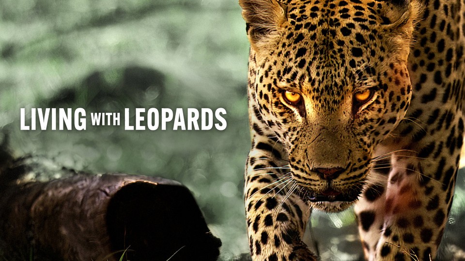 Living with Leopards Vietsub