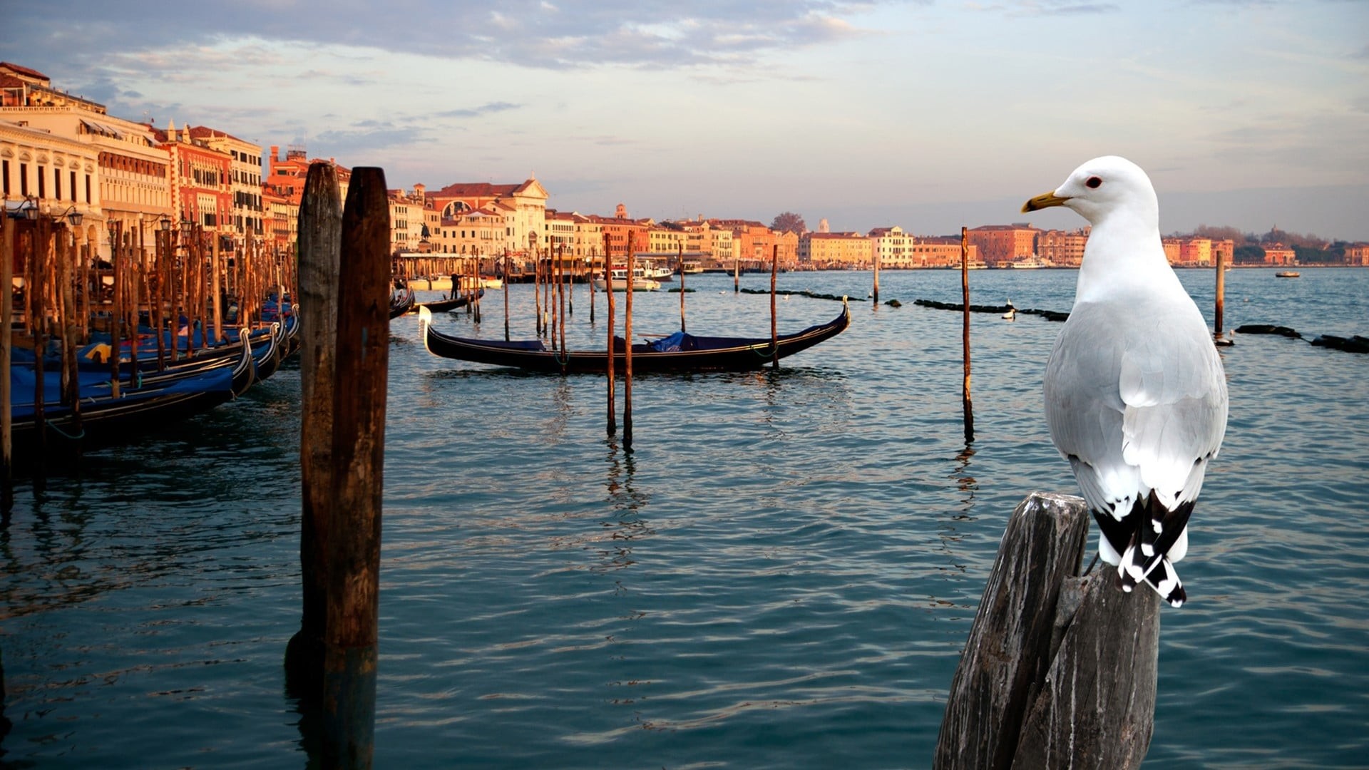 Thiên Nhiên Hoang Dã Venice Thuyết Minh